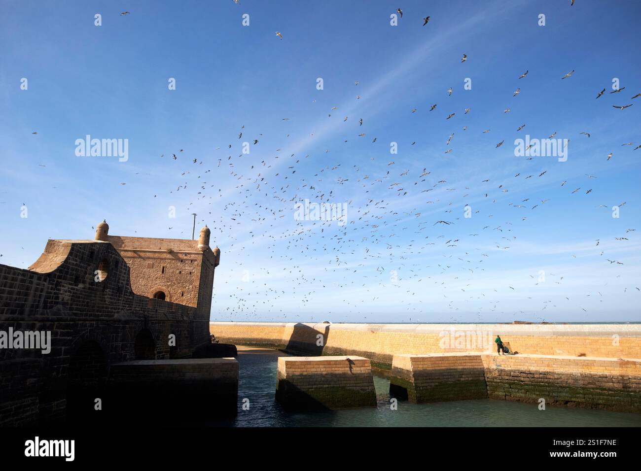 troupeau d'oiseaux au-dessus des fortifications portuaires et skala du port essaouira, maroc Banque D'Images