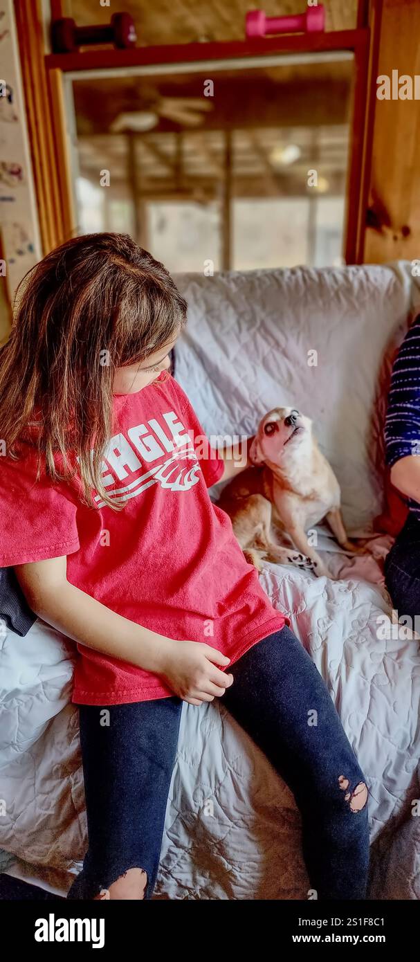 Chihuahua étant animal de compagnie par une fille sur un canapé Banque D'Images