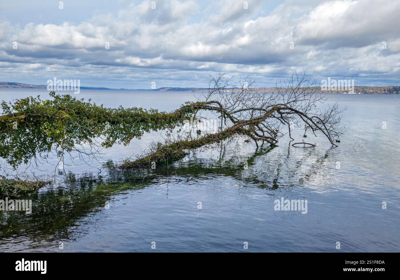 Un tronc d'arbre tombé couvert de lierre repose dans l'eau d'un lac Banque D'Images