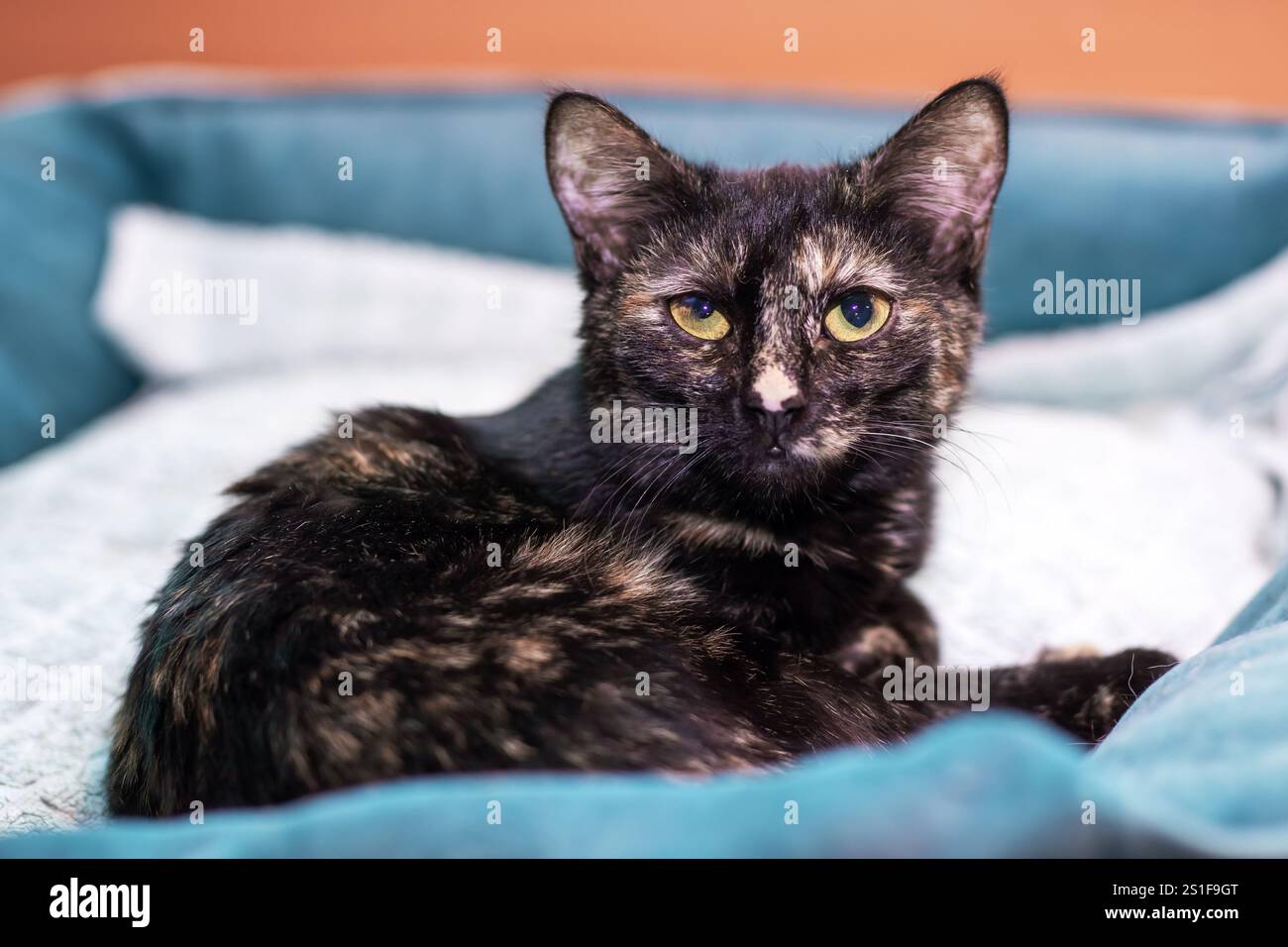 Un chat noir élégant, orné d'yeux jaunes frappants, est confortablement allongé sur une couverture bleue douce, profitant de ses moments de détente Banque D'Images