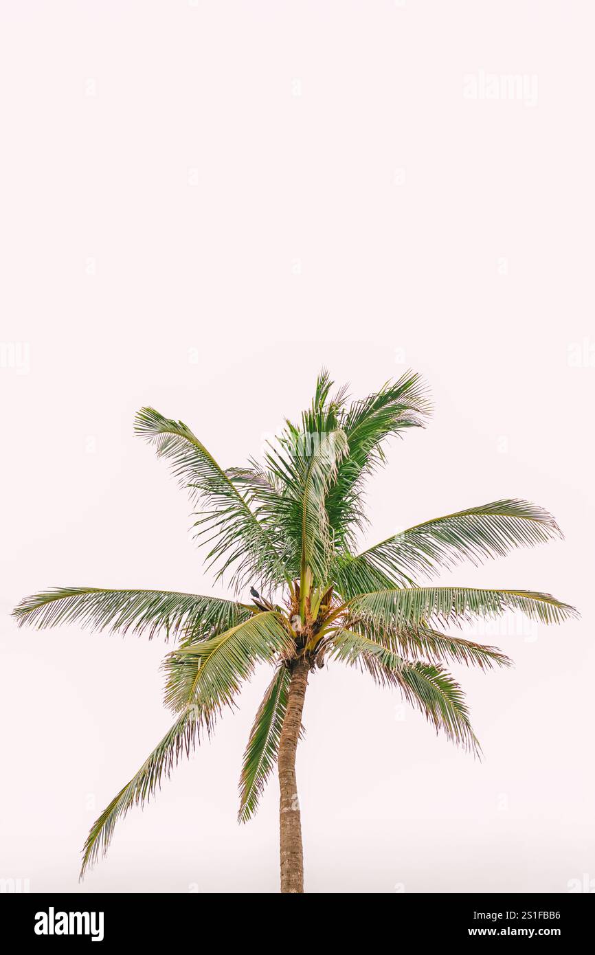 Le palmier tropique se dresse haut contre un ciel pastel, atmosphère tropicale sereine Banque D'Images