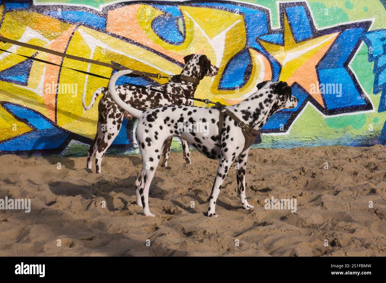 Dalmation devant un mur couvert de graffits, Venice Beach, Venice, California, USA Banque D'Images