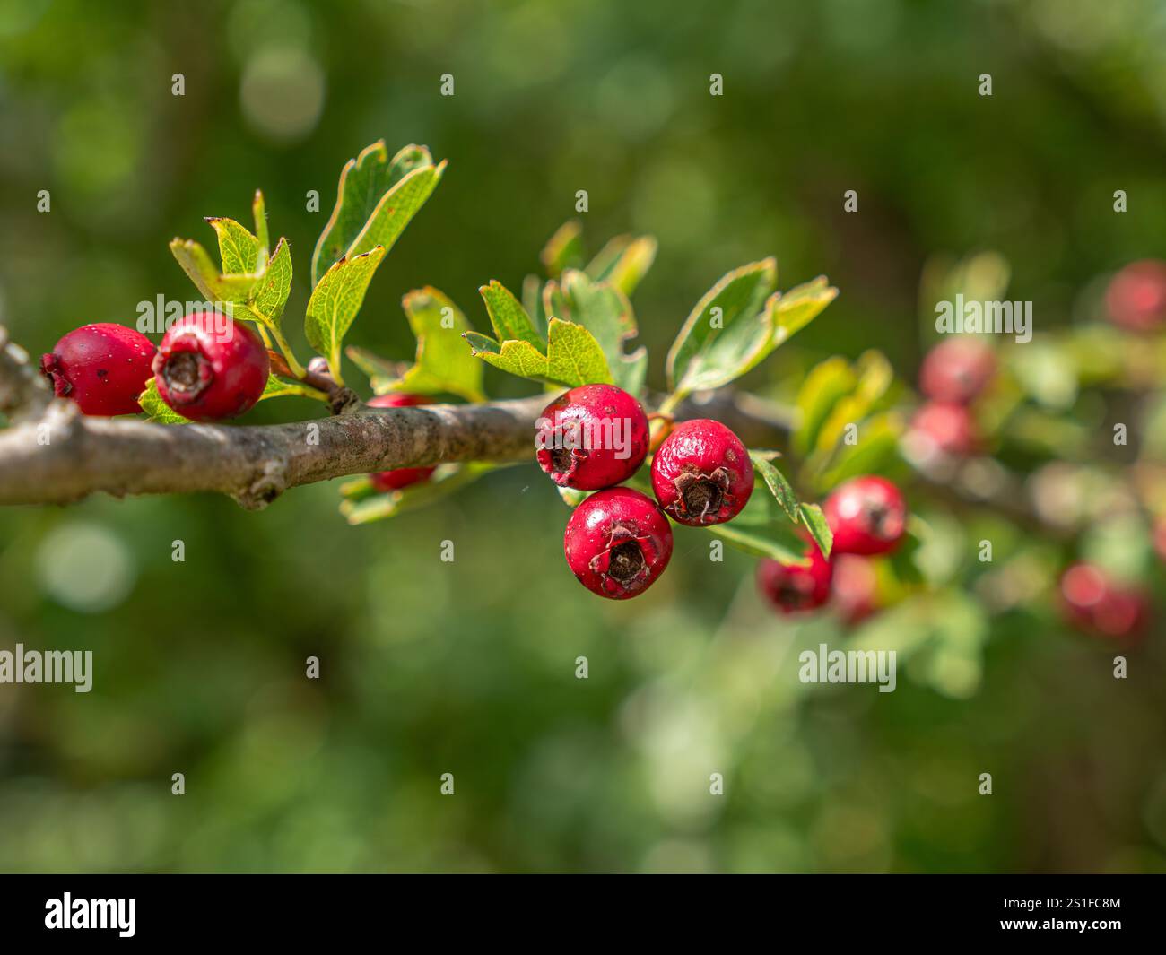 Aubépine (Crataegus monogyna), fruits en automne, Bavière, Allemagne, Europe Banque D'Images