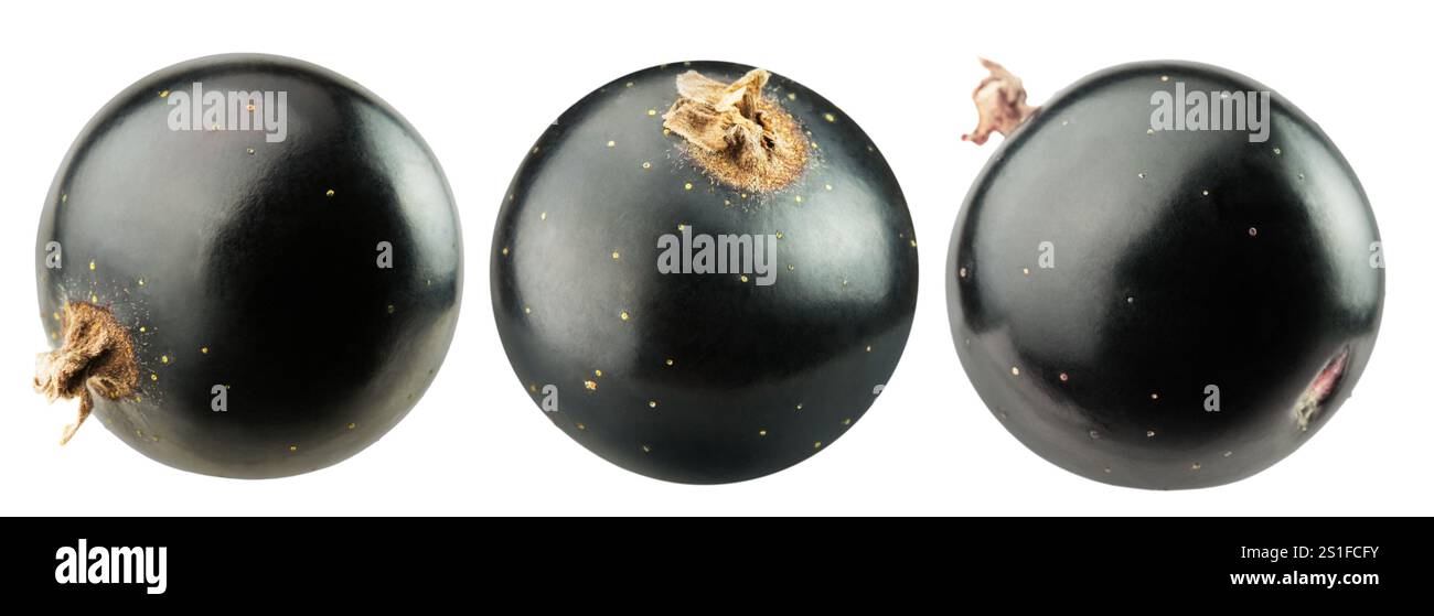 ensemble de cassis noir isolé sur un fond blanc. Banque D'Images