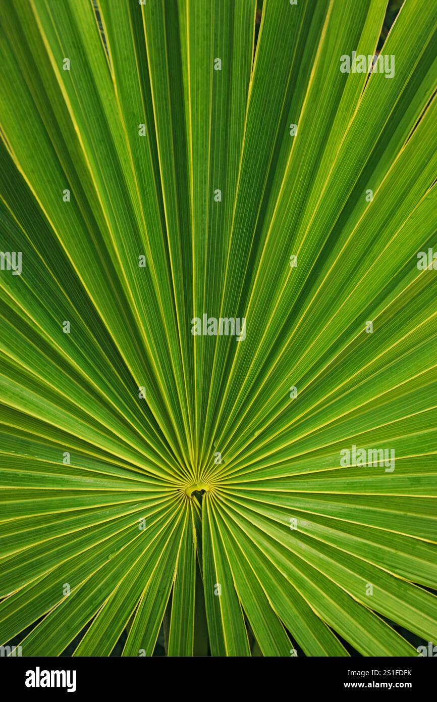 Vue rapprochée d'une texture de feuille de palmier vert éclatant Banque D'Images