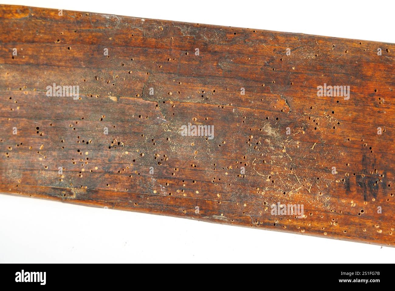 Ver des bois dans le saule Banque D'Images