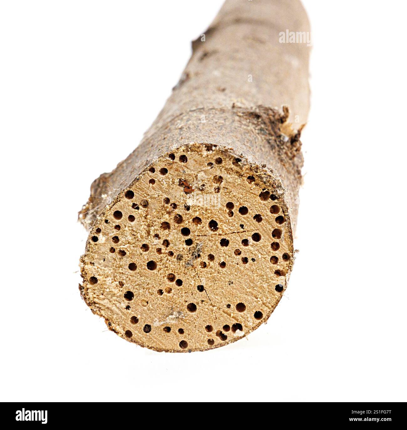 Ver à bois dans le bois coupé avec des trous de sortie typiques dans le grain de fin Banque D'Images