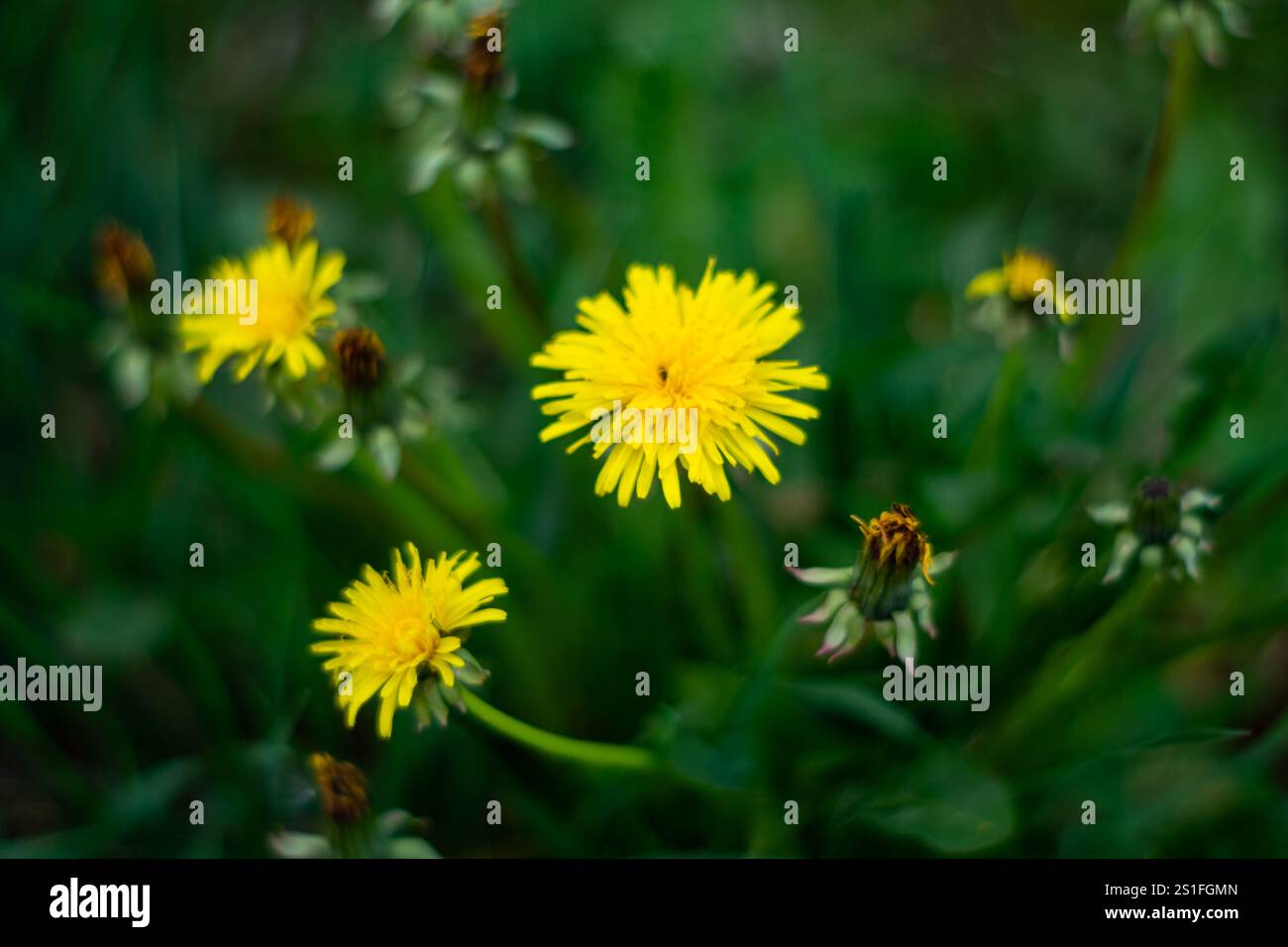 Les pissenlits jaunes éclatants se distinguent parmi l'herbe verte du jardin, signifiant l'arrivée du printemps. Les pétales délicats attirent les abeilles, améliorant t Banque D'Images