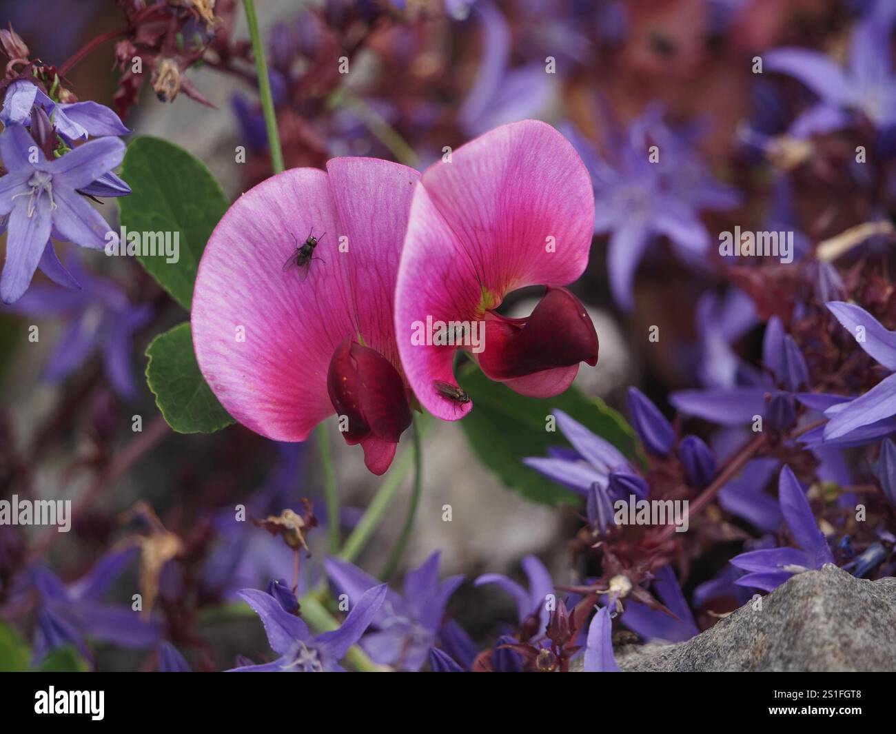 Volez sur les fleurs roses et violettes de Lathyrus Latifolius, Perennilal ou Everduring Sweet Pea entourées de fleurs bleues en forme d'étoile - Cumbria, Angleterre, Royaume-Uni Banque D'Images