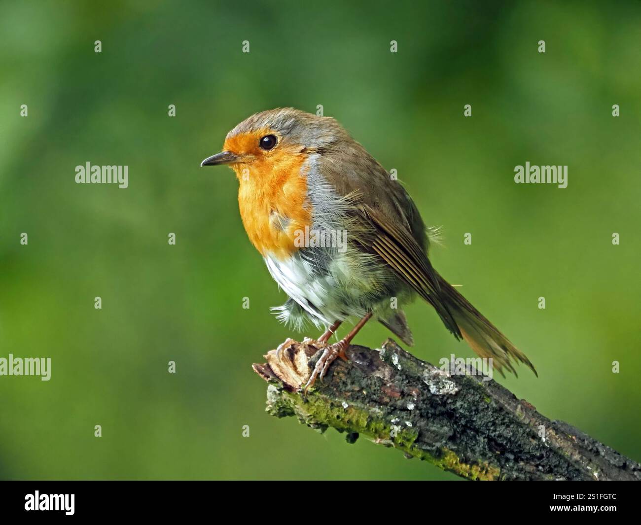robin européen adulte (Erithacus rubecula) ou Robin rouge avec de bons détails de plume perché sur la branche morte dans Cumbria, Angleterre, Royaume-Uni Banque D'Images
