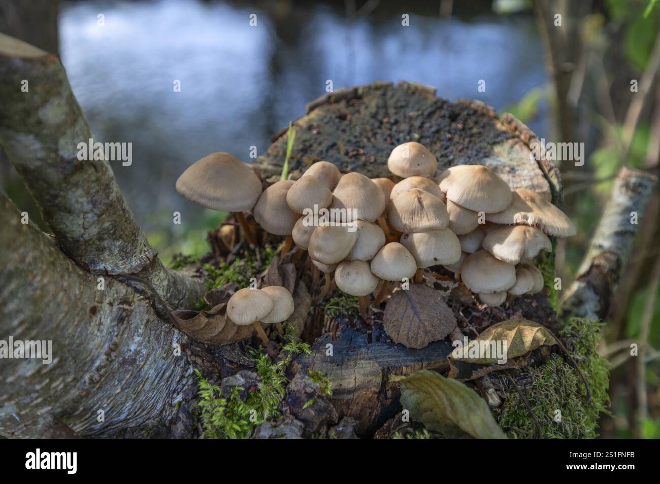 Champignon miel jaune (Armillaria mellea) sur souche d'arbre, Bavière, Allemagne, Europe Banque D'Images