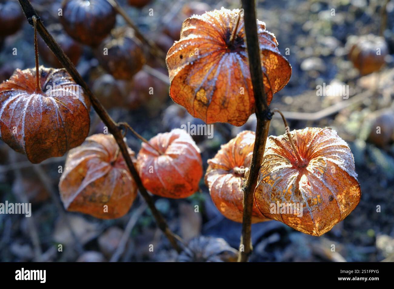 Les enveloppes rouges de la fleur de lanterne brillent dans le contre-jour du soleil d'automne bas. Format paysage. Les enveloppes rouges du Physalis brillent dans le soleil d'automne Banque D'Images