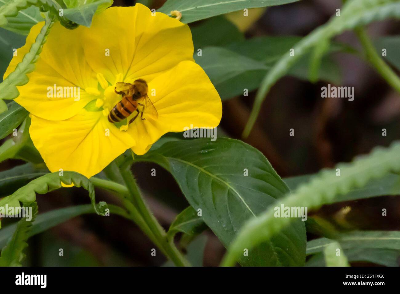 Gros plan d'une abeille femelle portant du pollen dans un panier de pollen sur une fleur d'étang jaune. Banque D'Images