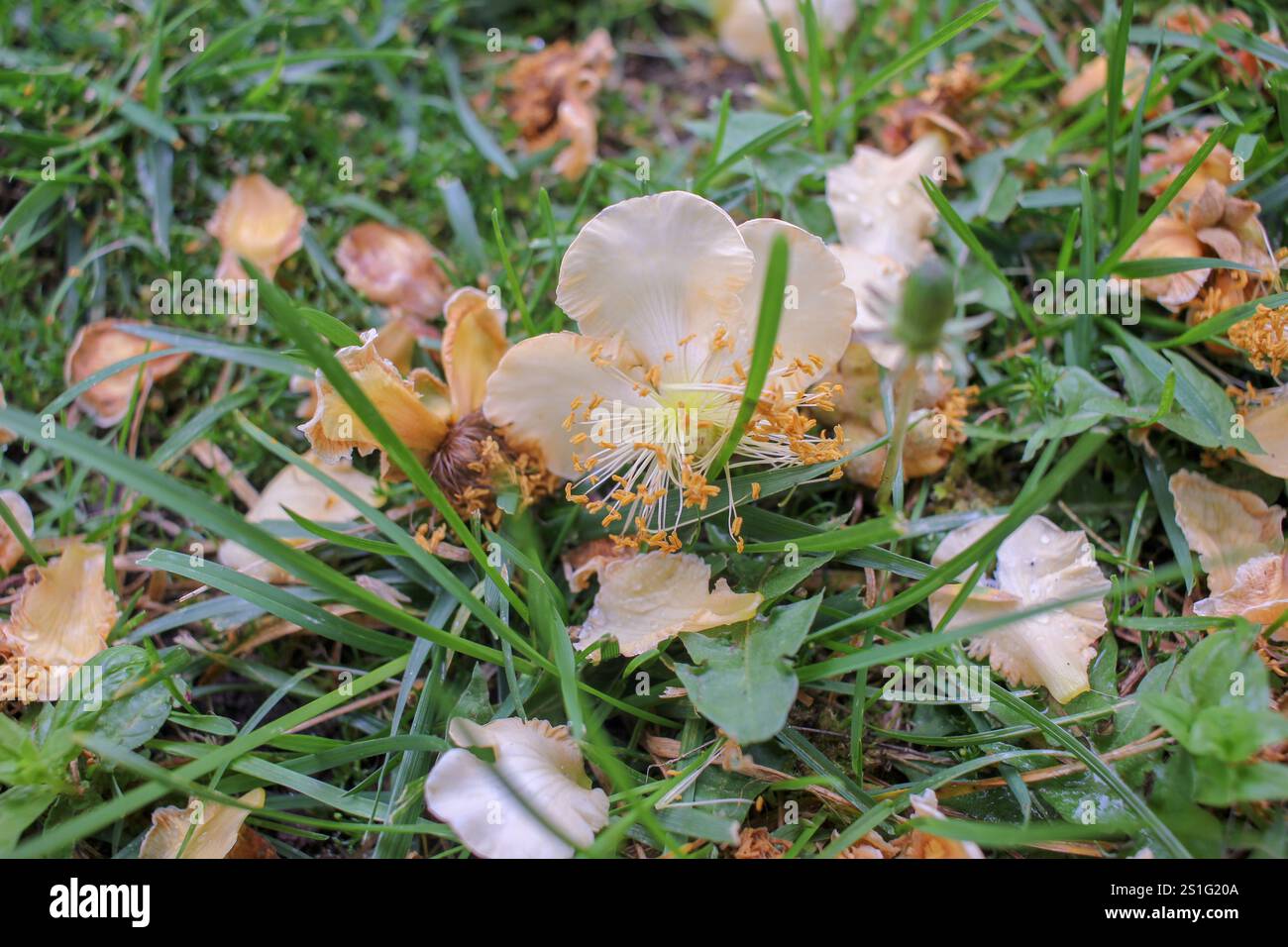 quelques fleurs de kiwi sur le sol après la pluie et le vent Banque D'Images