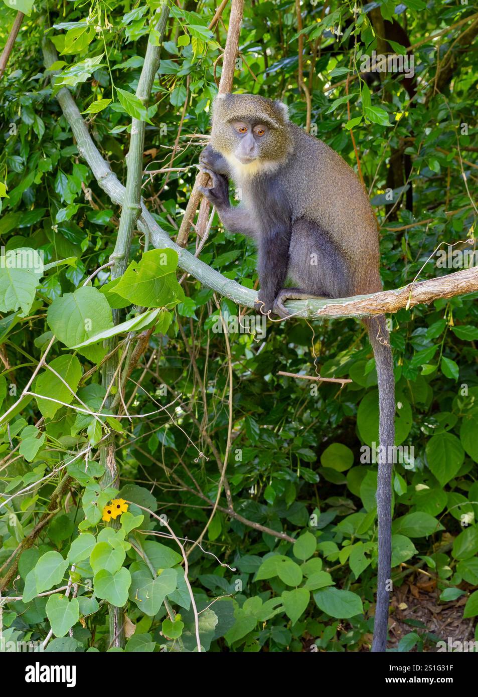 Singe bleu (Cercopithecus mitis) assis sur la branche de vigne Banque D'Images