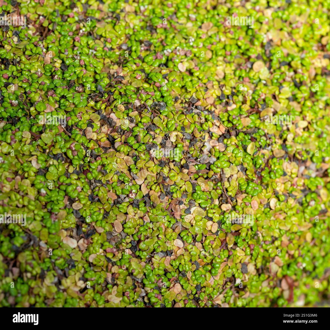 Croissance texturée de mousse verte au bas du tronc d'arbre de près Banque D'Images