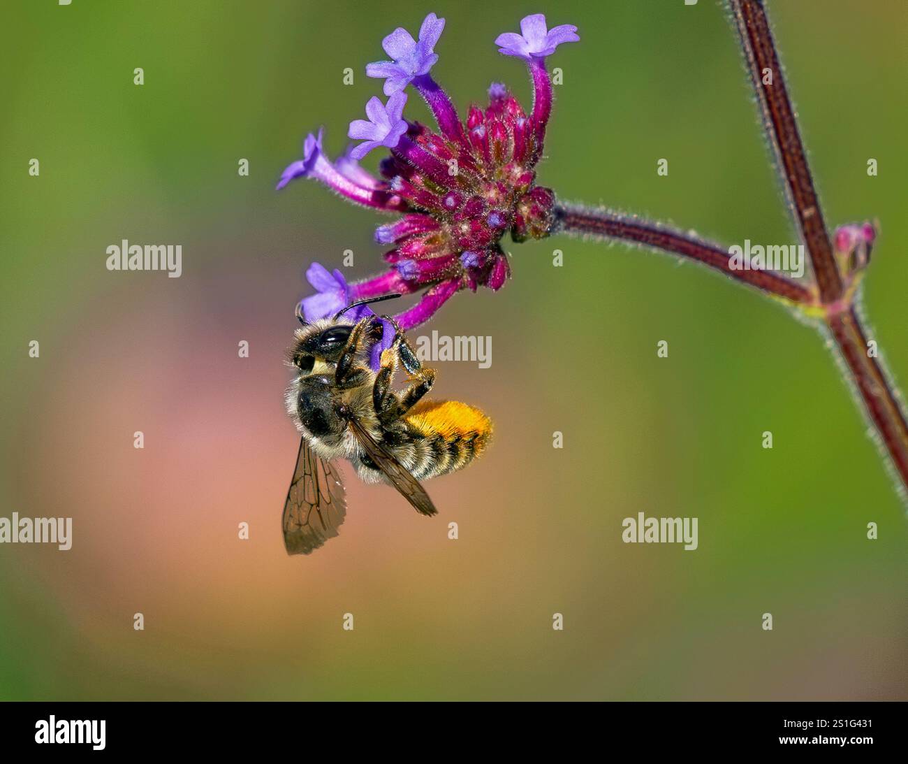 Une abeille Leafcutter femelle, tenant sur une tête de fleur Purpletop Vervain avec un ventre enroulé exposant ses poils de couleur orange pleins de pollen. Banque D'Images