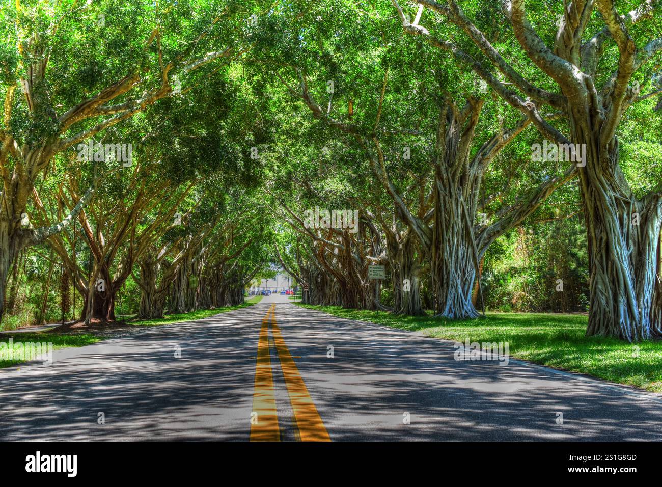 A1A sur Hobe Sound Bridge jusqu'à Bridge Road sur Jupiter Island Florida. Sous de magnifiques arbres Banyan. Banque D'Images