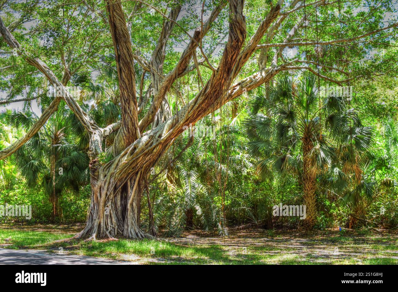 Banyan Tree sur Bridge Road Jupiter Island, Floride. Ou orthographié Banian avec des racines d'arbre qui se propagent dans le sol. Quel bel arbre tropical. Banque D'Images