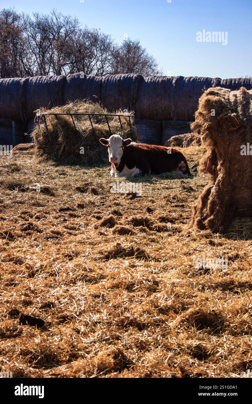 Une vache est couchée dans un champ de foin. Le foin est empilé dans un coin du champ Banque D'Images