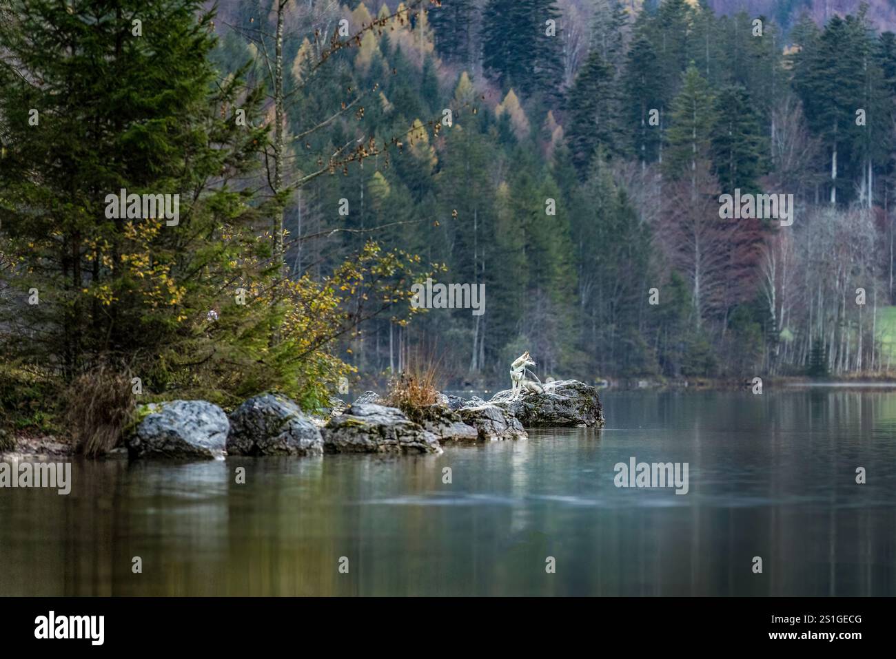 Paysage pittoresque impression d'un lac dans les montagnes de salzkammergut, autriche, avec un chien de loup sur un rocher Banque D'Images