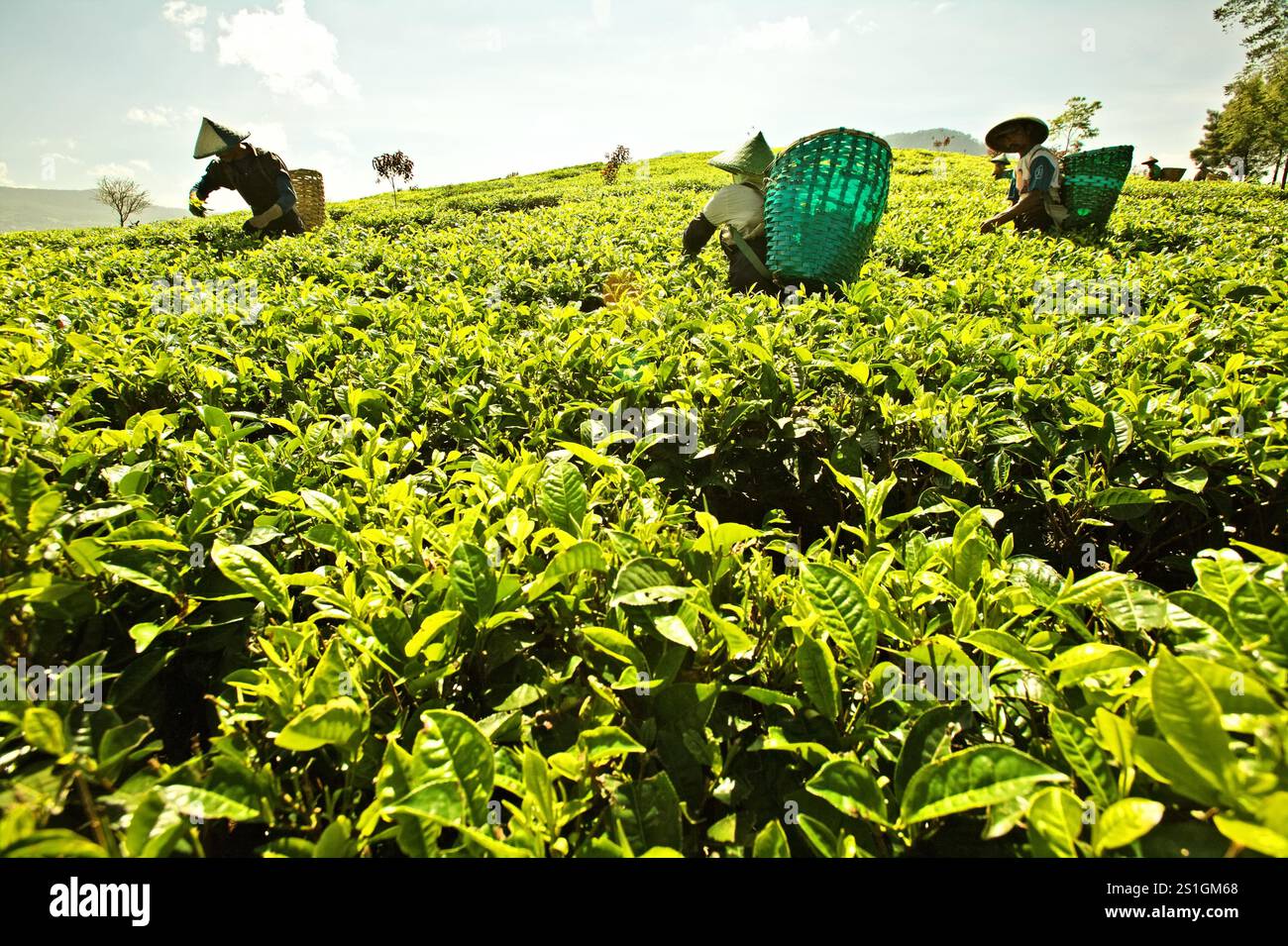 Cueilleurs de thé travaillant sur la plantation de thé Malabar à Pangalengan (Pengalengan), Bandung, West Java, Indonésie. Banque D'Images Cueilleurs de thé travaillant sur la plantation de thé Malabar à Pangalengan (Pengalengan), Bandung, West Java, Indonésie. Banque D'Images