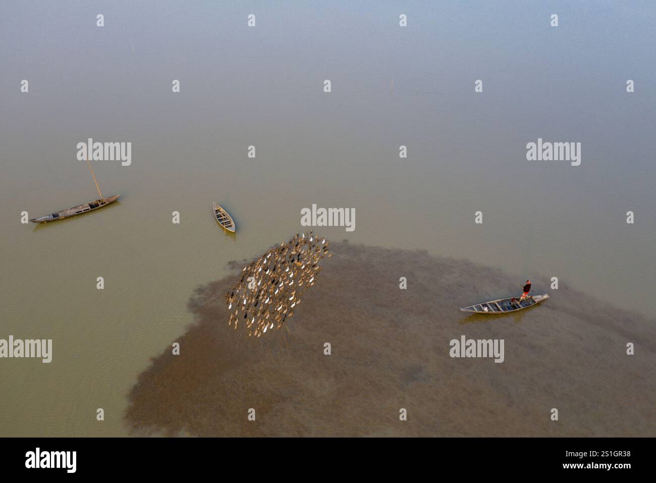 Éleveur de canards élevant un troupeau de canards domestiques dans les eaux de Hor de Mohonganj, district de Netrokona, Bangladesh, pendant la saison hivernale. Banque D'Images