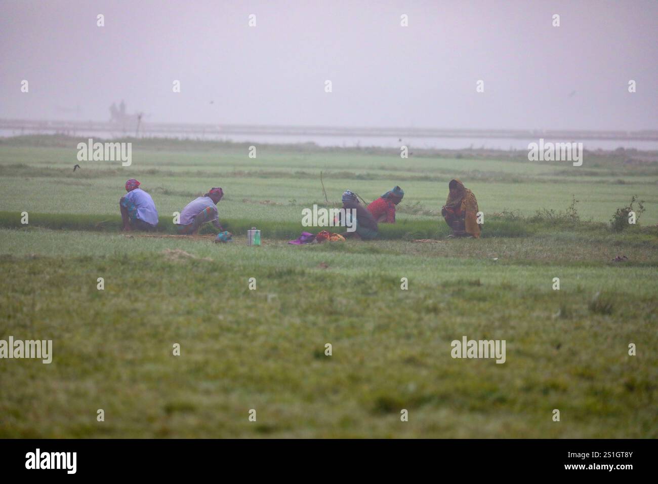 Les agriculteurs ramassent les semis de paddy dans les lits de semis de Dingapota Haor à Mohonganj Upazila, Netrokona, par un matin d'hiver brumeux. Banque D'Images