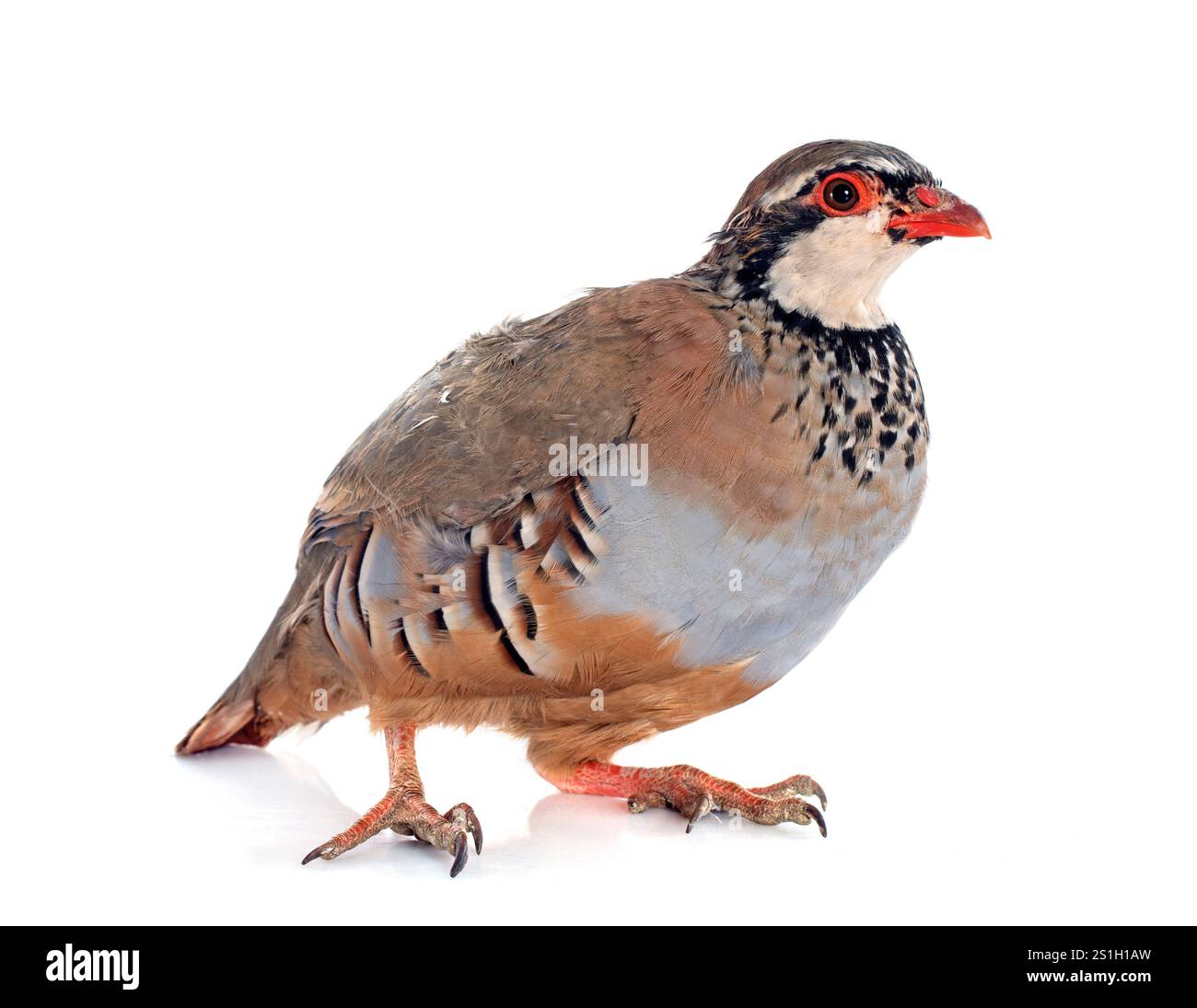 Red-legged Partridge, Français ou Alectoris rufa in front of white background Banque D'Images