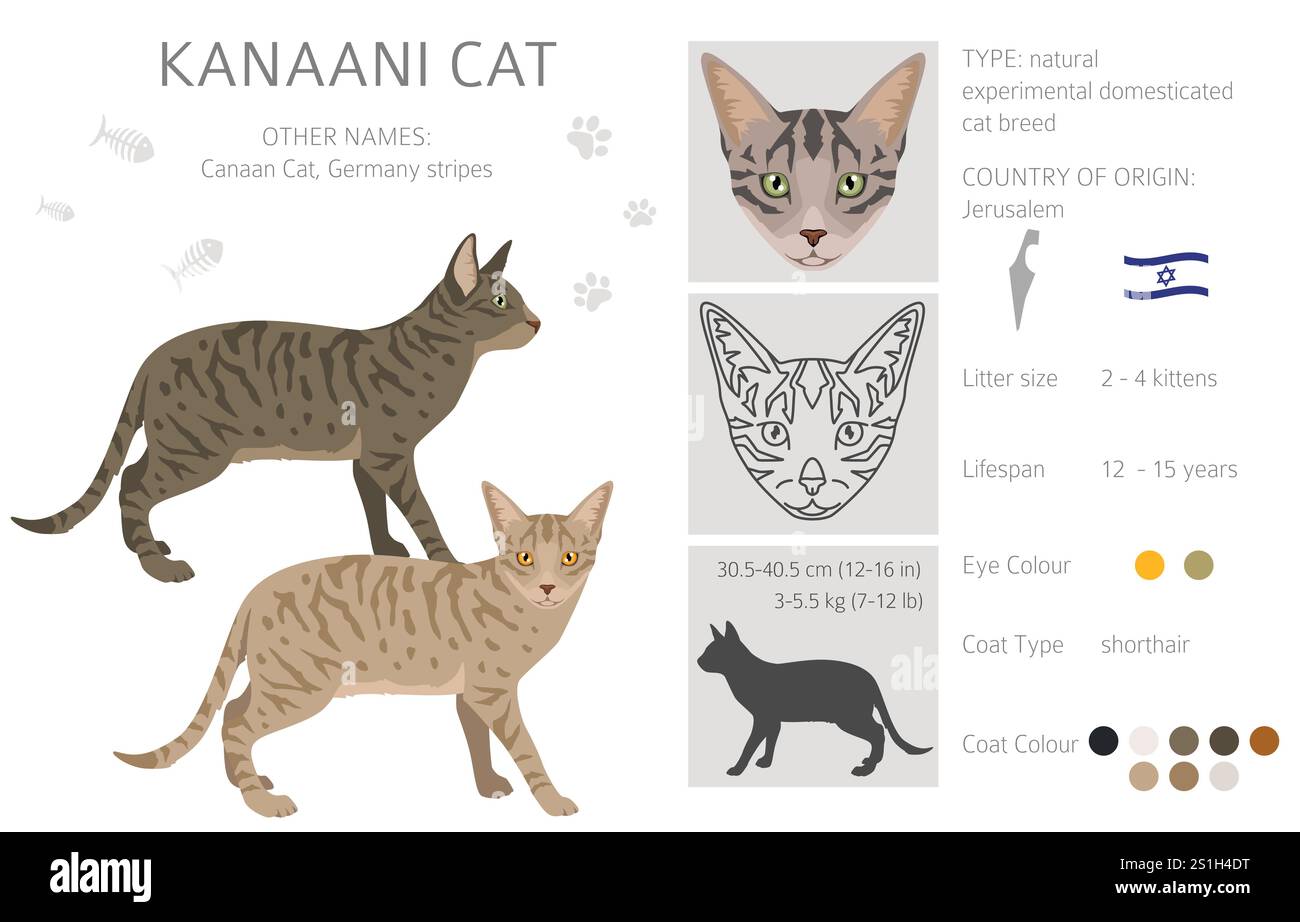 Kanaani Cat clipart. Toutes les couleurs de manteau sont définies. Infographie des caractéristiques de toutes les races de chats. Illustration vectorielle Illustration de Vecteur