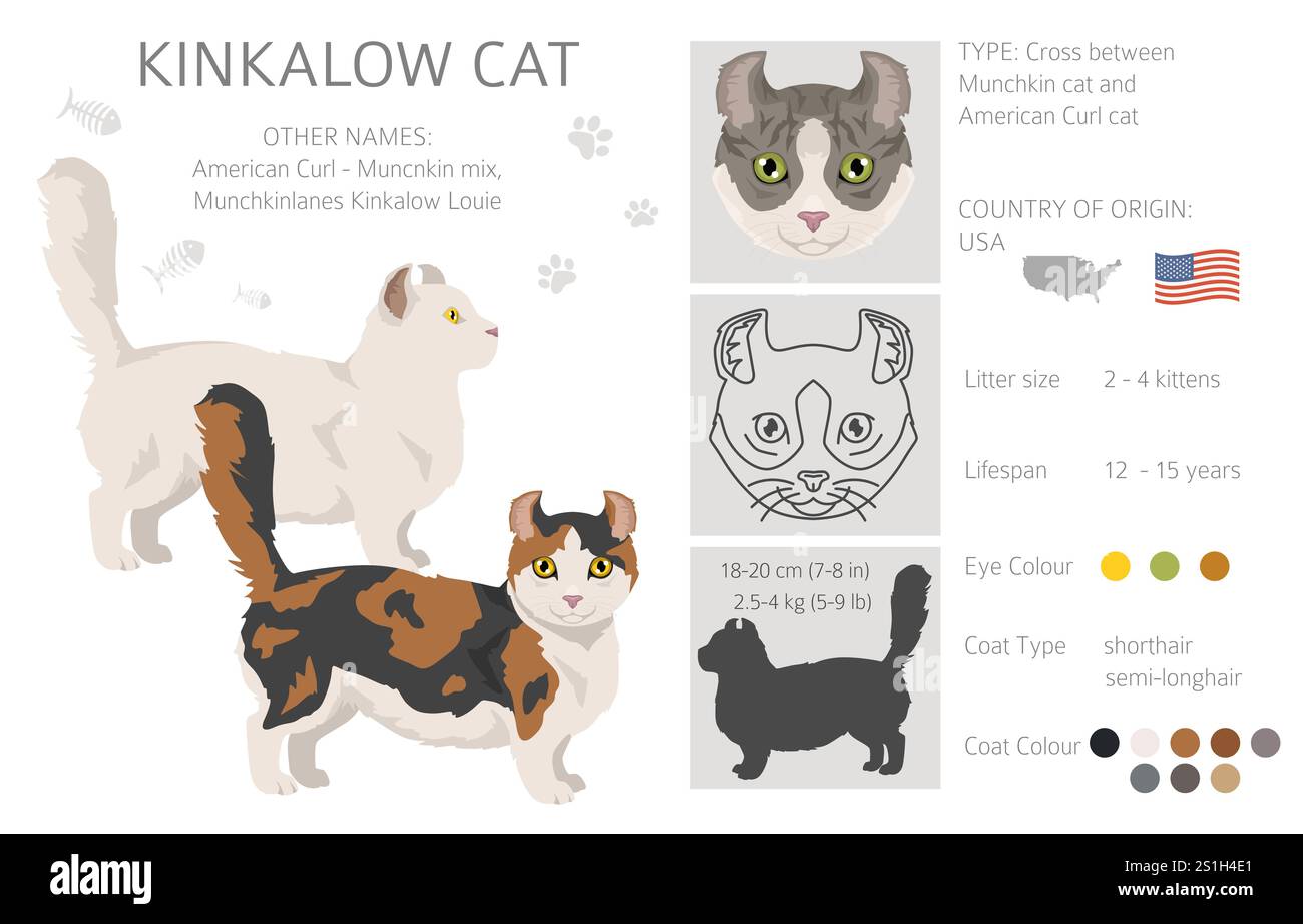 Kinkalow Cat clipart. Toutes les couleurs de manteau sont définies. Infographie des caractéristiques de toutes les races de chats. Illustration vectorielle Illustration de Vecteur