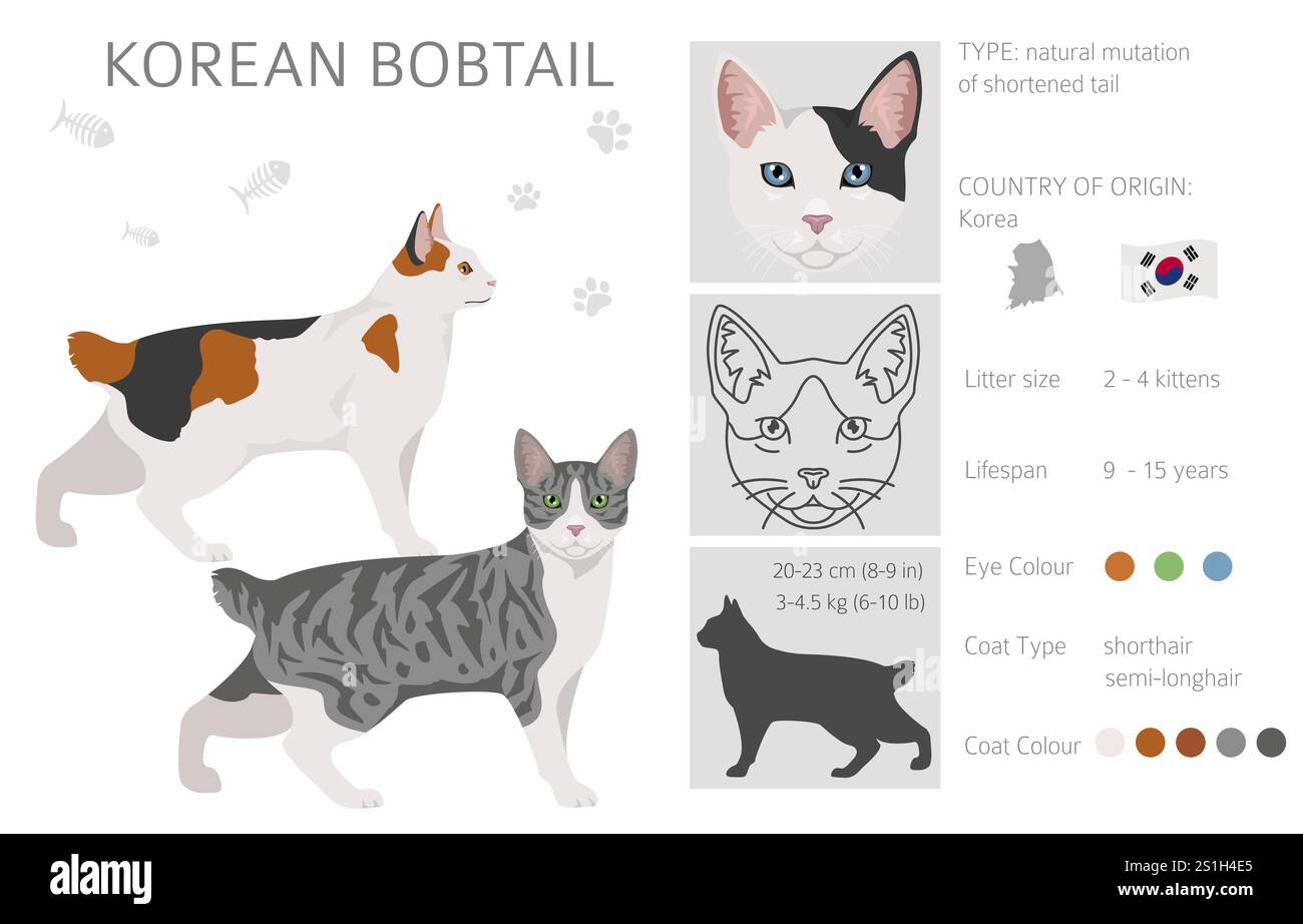 Clipart coréen Bobtail Cat. Toutes les couleurs de manteau sont définies. Infographie des caractéristiques de toutes les races de chats. Illustration vectorielle Illustration de Vecteur