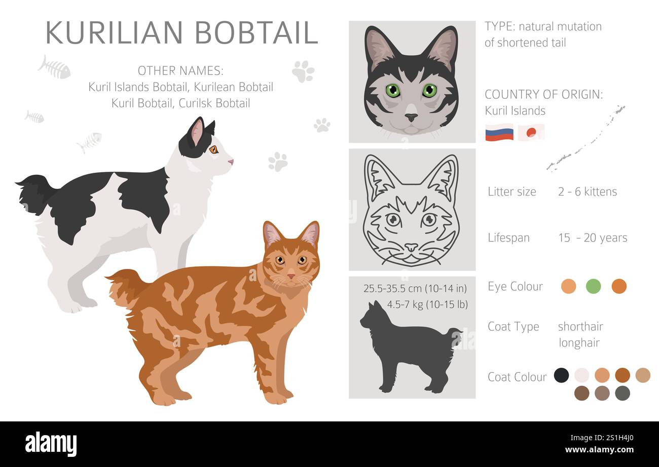 Clipart Kurilian Bobtail Cat. Toutes les couleurs de manteau sont définies. Infographie des caractéristiques de toutes les races de chats. Illustration vectorielle Illustration de Vecteur