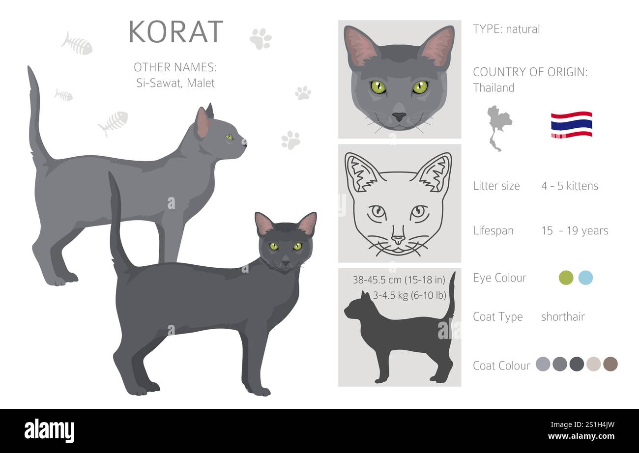 Korat Cat clipart. Toutes les couleurs de manteau sont définies. Infographie des caractéristiques de toutes les races de chats. Illustration vectorielle Illustration de Vecteur