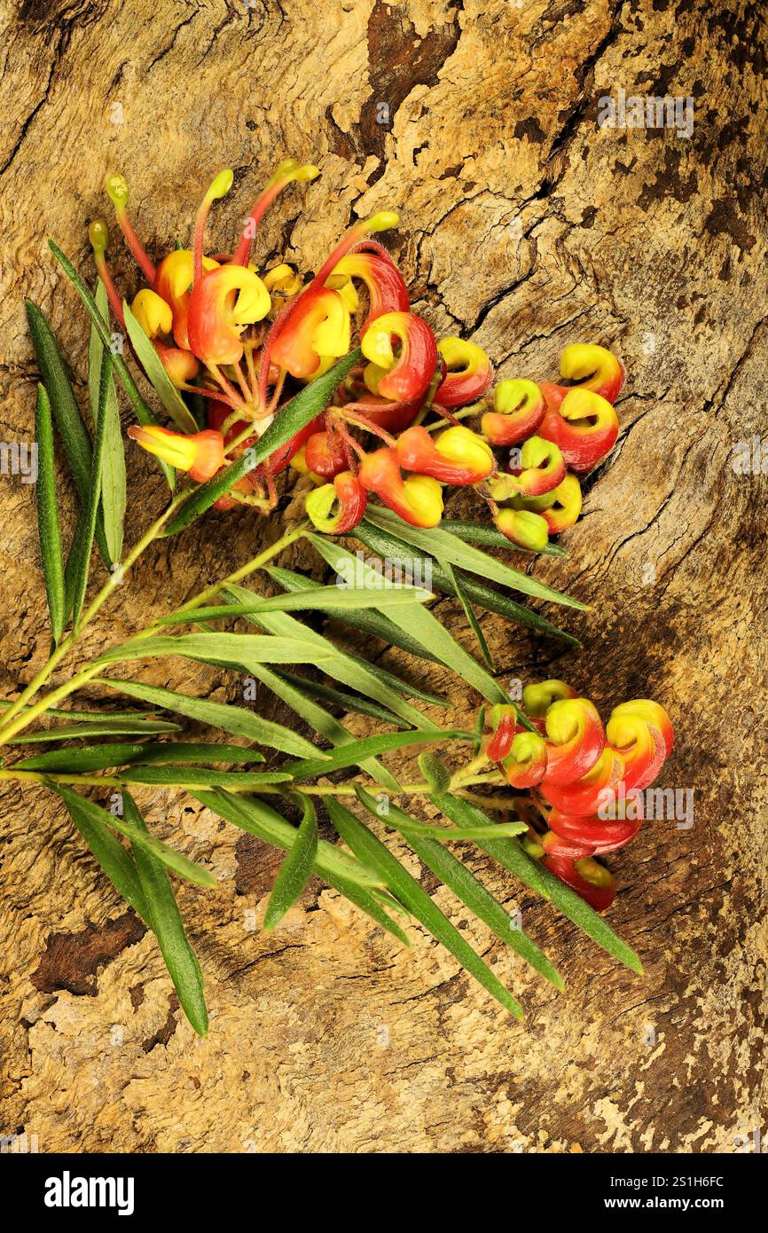 Gros plan des fleurs de Grevillea 'Bonnie Prince Charlie' poussant sur l'écorce. Banque D'Images Gros plan des fleurs de Grevillea 'Bonnie Prince Charlie' poussant sur l'écorce. Banque D'Images