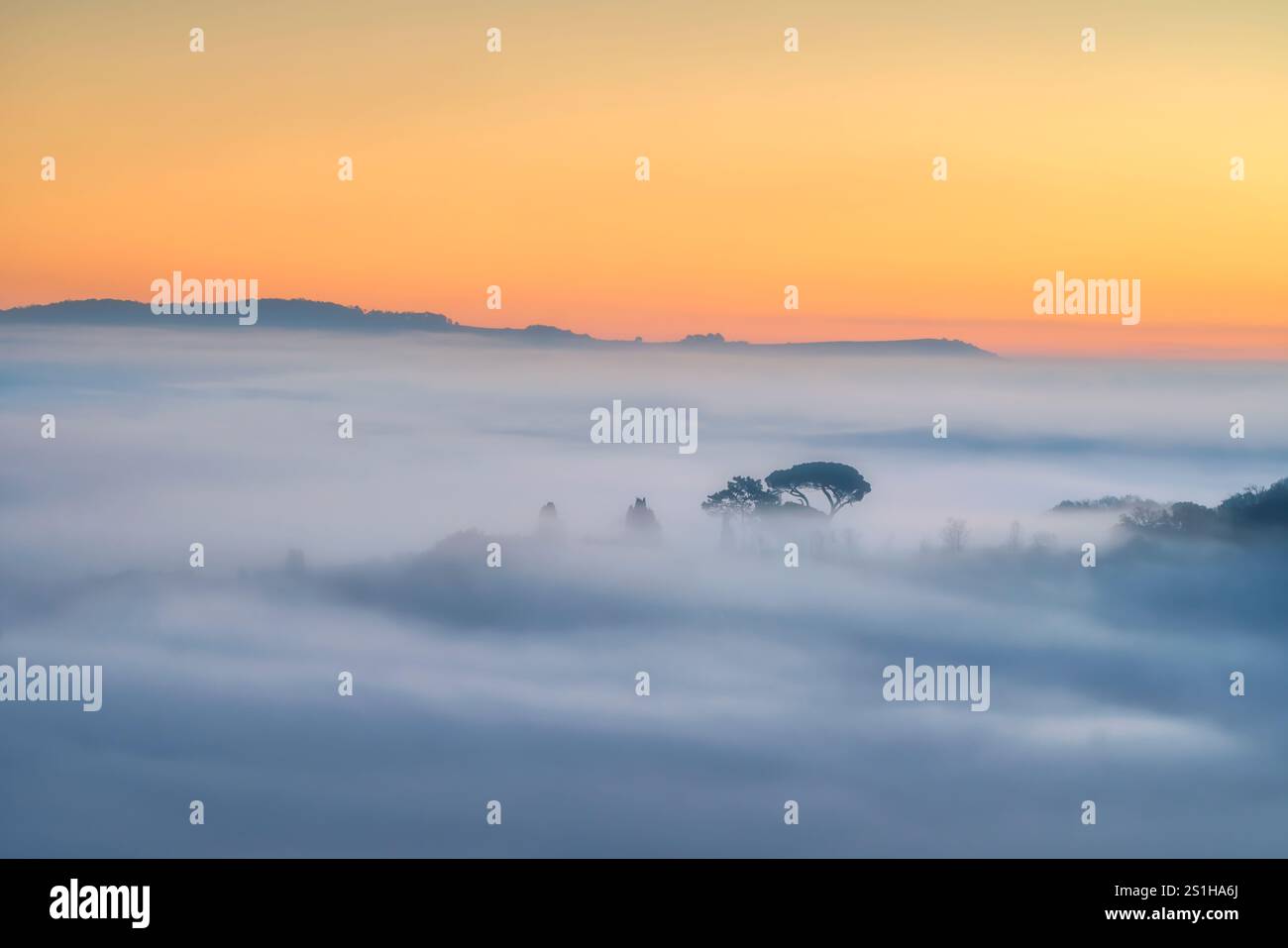 Brouillard à l'aube sur les collines de Volterra et un pin émergeant, région Toscane, Italie Banque D'Images