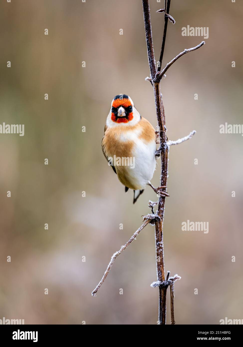 Goldfinch en hiver dans le centre du pays de Galles Banque D'Images