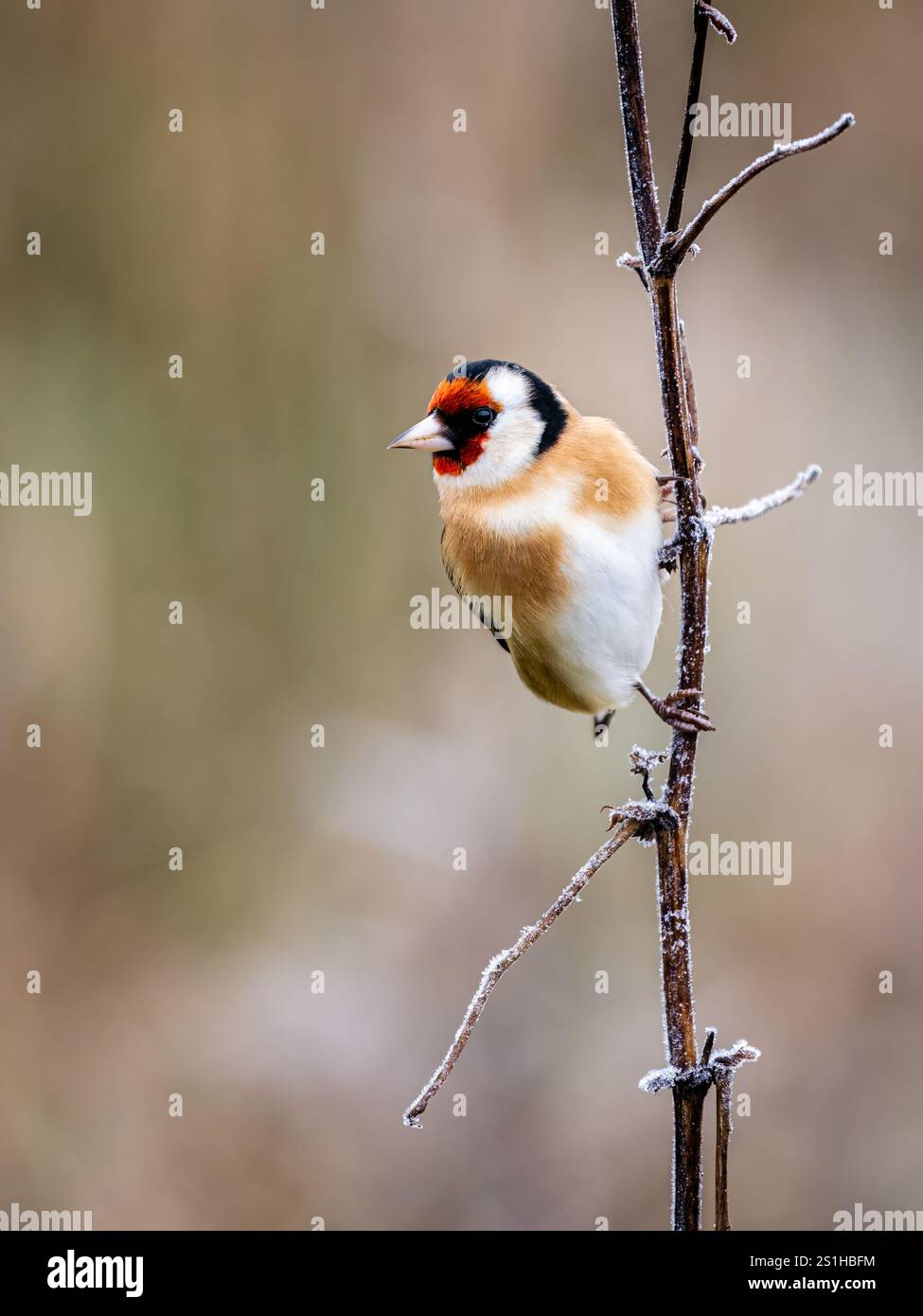 Goldfinch en hiver dans le centre du pays de Galles Banque D'Images