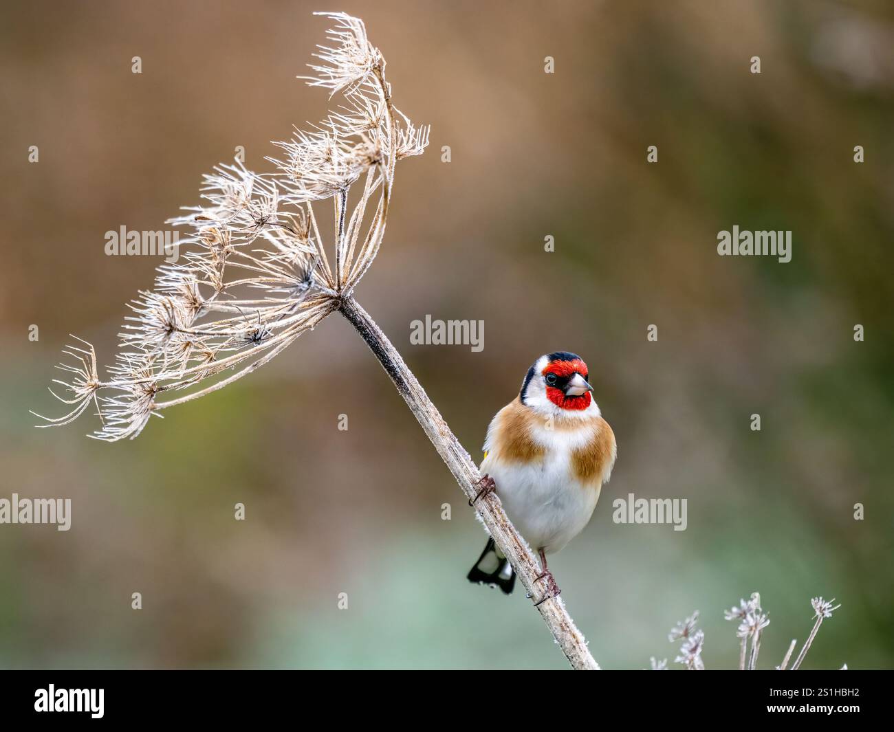 Goldfinch en hiver dans le centre du pays de Galles Banque D'Images