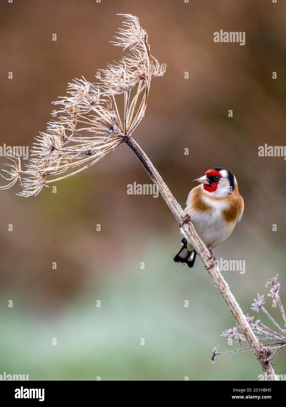 Goldfinch en hiver dans le centre du pays de Galles Banque D'Images