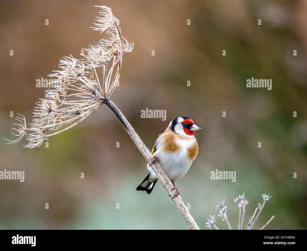 Goldfinch en hiver dans le centre du pays de Galles Banque D'Images