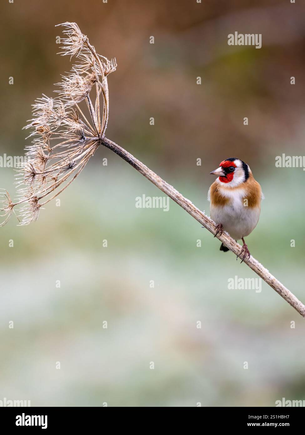 Goldfinch en hiver dans le centre du pays de Galles Banque D'Images