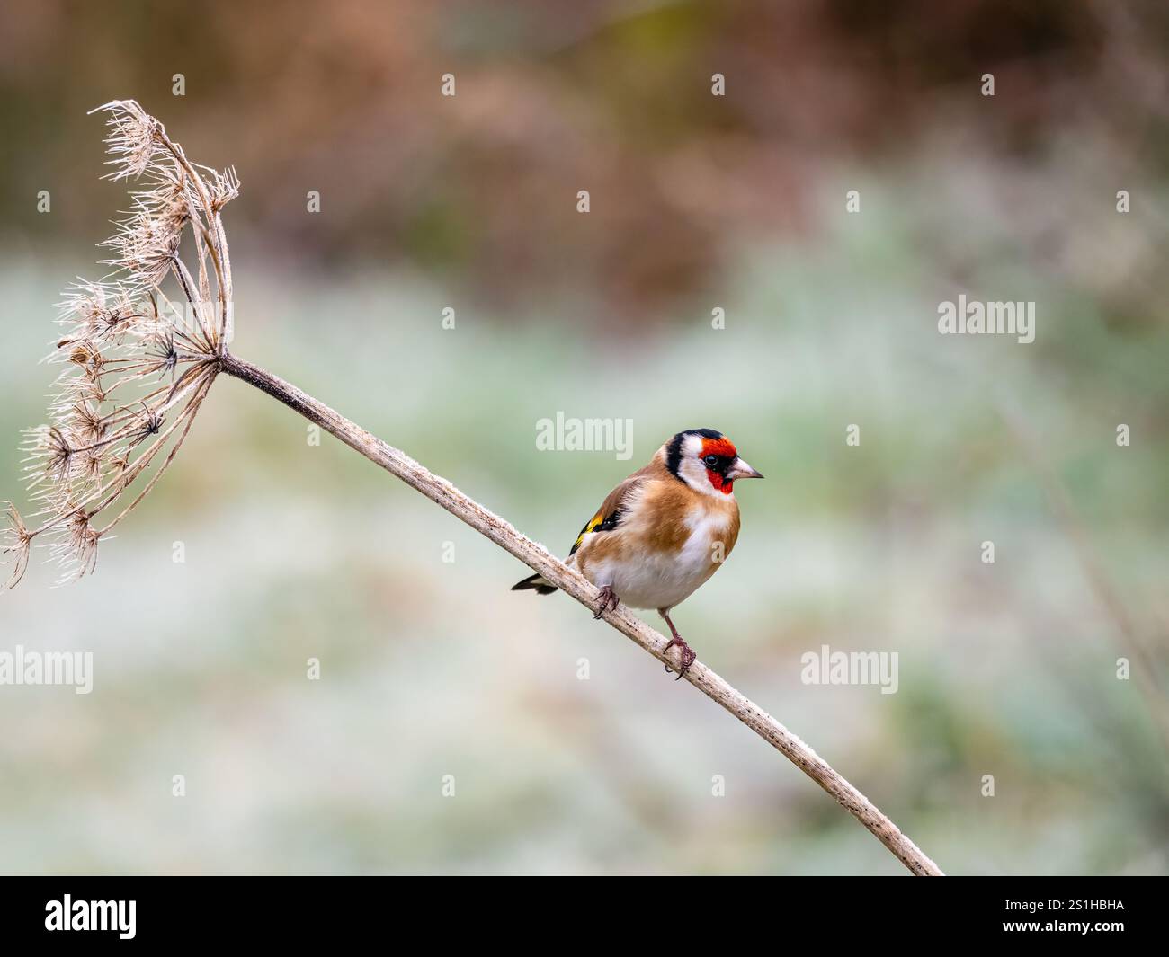 Goldfinch en hiver dans le centre du pays de Galles Banque D'Images