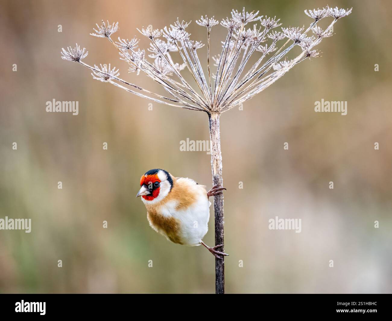 Goldfinch en hiver dans le centre du pays de Galles Banque D'Images