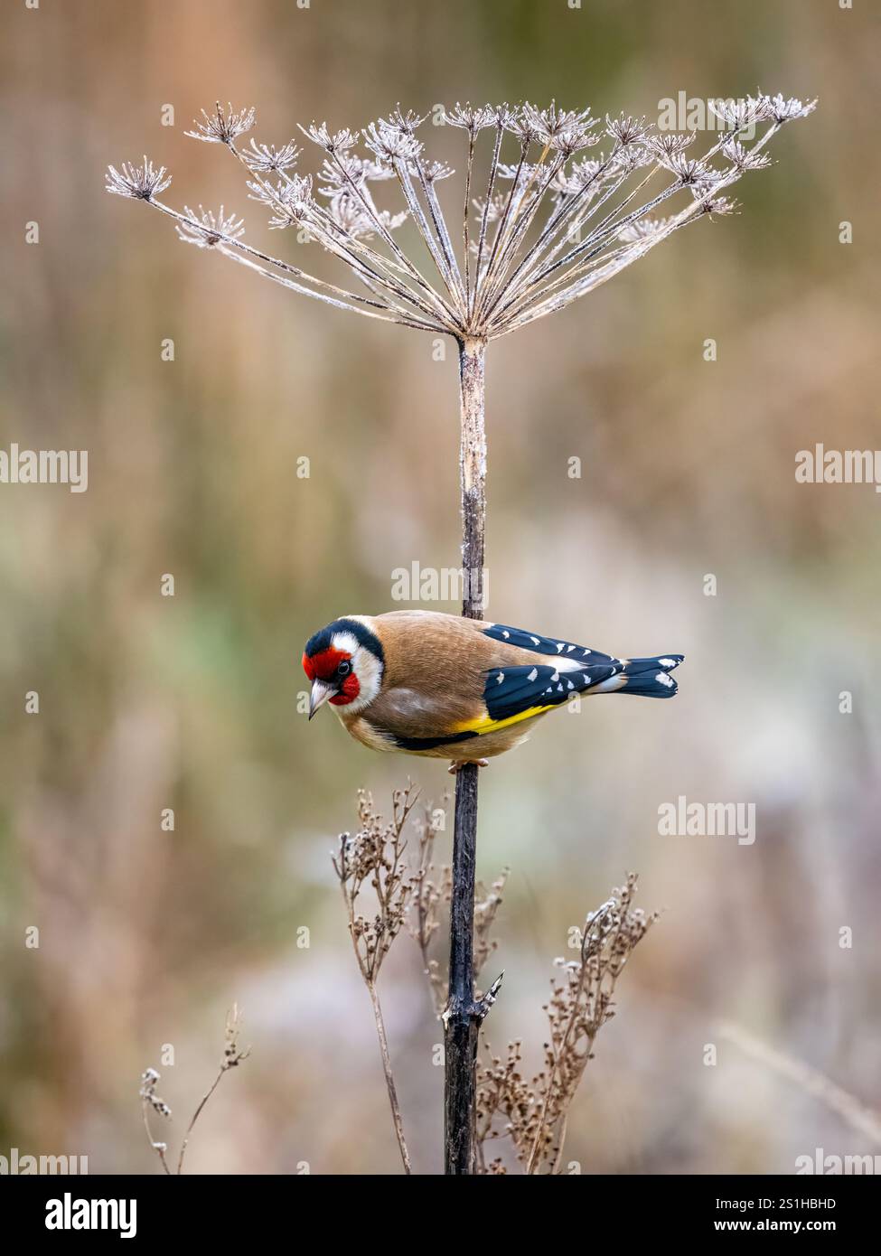 Goldfinch en hiver dans le centre du pays de Galles Banque D'Images