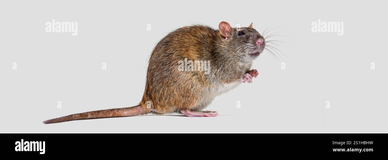 Vue de côté d'un rat brun levant les yeux sur ses pattes arrière, Rattus norvegicus, isolé sur gris Banque D'Images