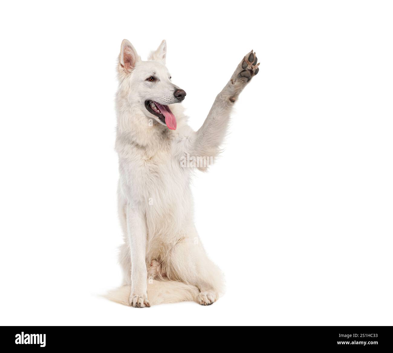 Photo studio d'un chien blanc joyeux et ludique qui fait preuve d'obéissance et de renforcement positif, mettant en valeur le mignon et amical Banque D'Images
