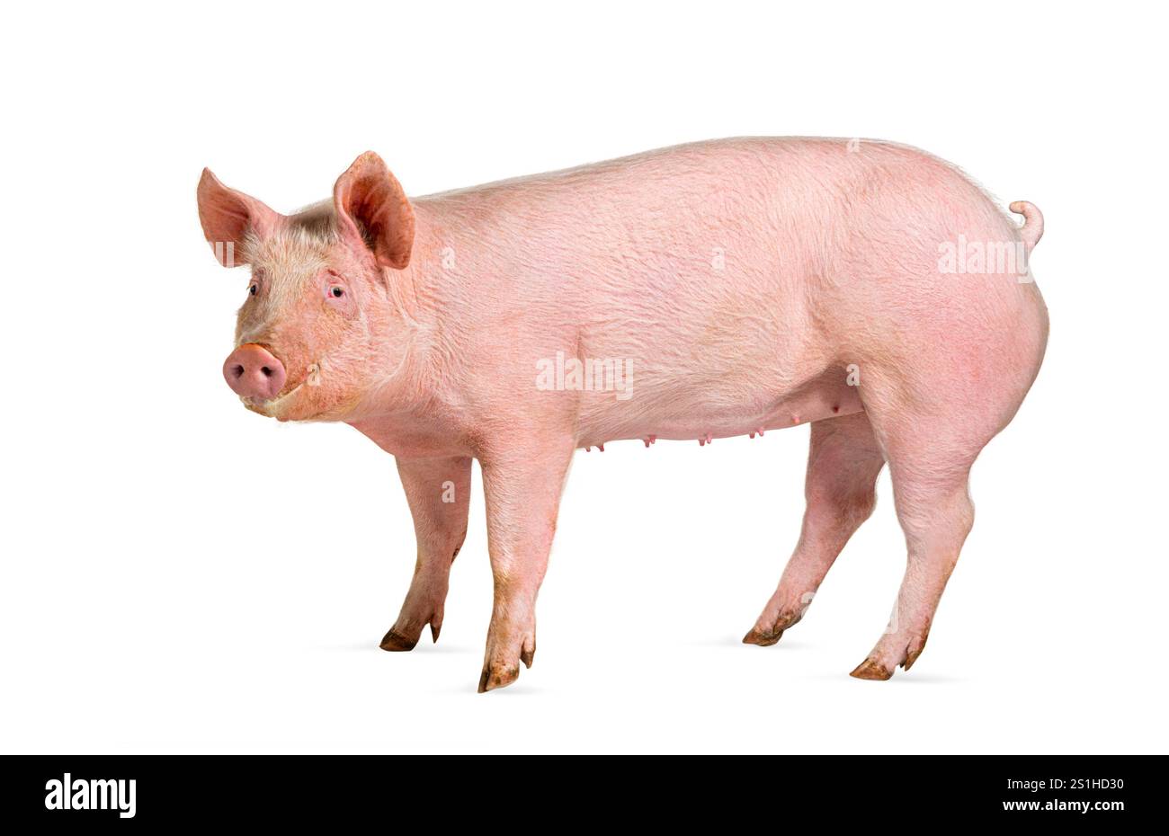 Vue de côté d'un porc domestique, isolé sur blanc Banque D'Images