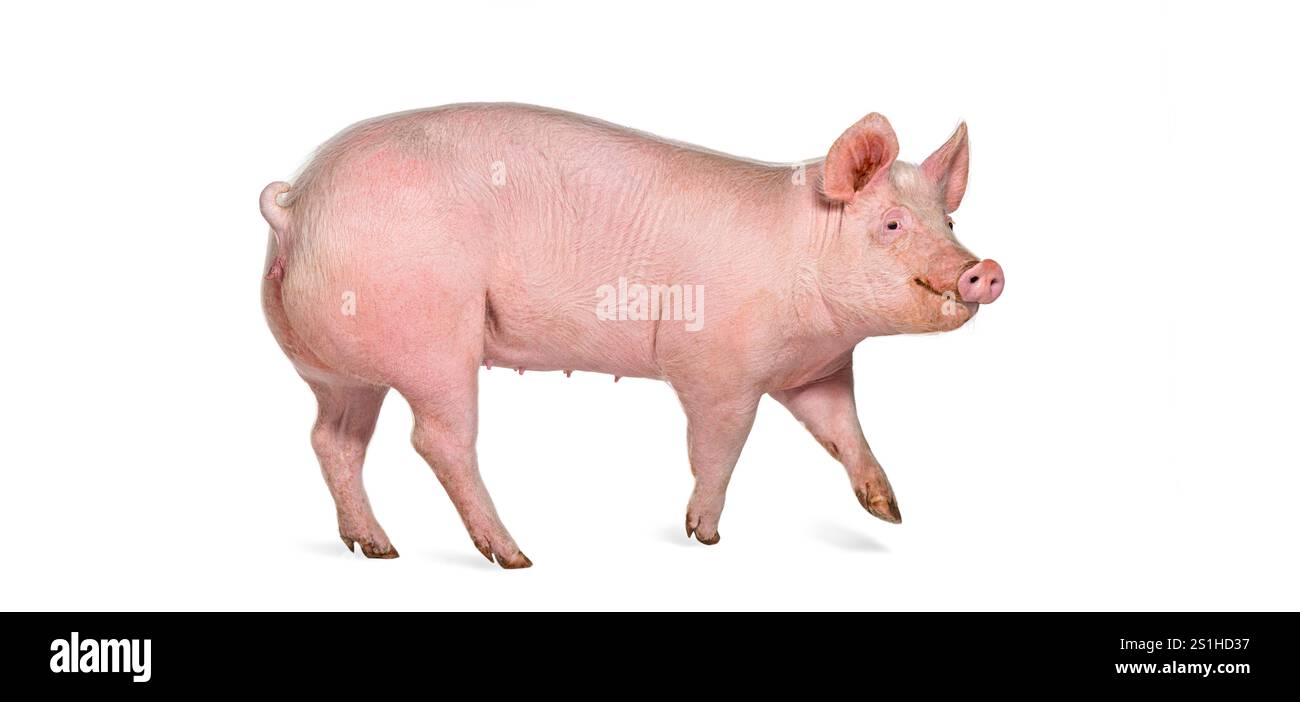 Vue de côté d'un porc domestique, isolé sur blanc Banque D'Images