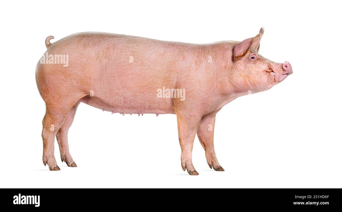 Vue de côté d'un porc domestique, isolé sur blanc Banque D'Images
